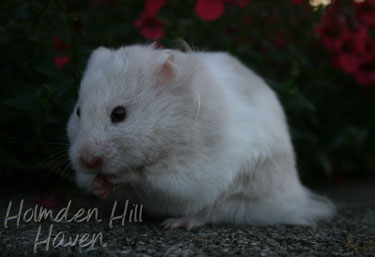 Mirage- Silver Dove Tortoiseshell and White (Banded) Longhaired